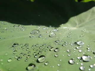 How to Make a Rain Barrel Cheaply