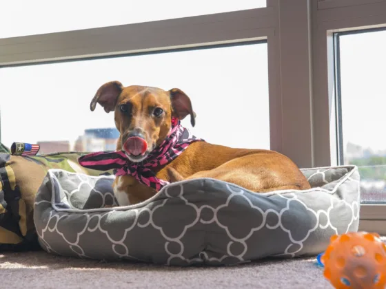 Easy DIY Dog Bed, How to Build a Dog Bed Out of Wood