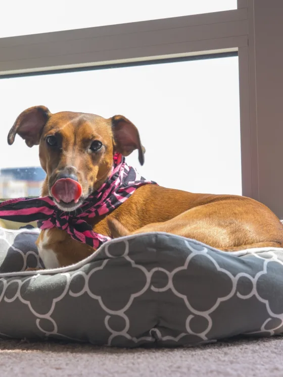 Easy DIY Dog Bed, How to Build a Dog Bed Out of Wood