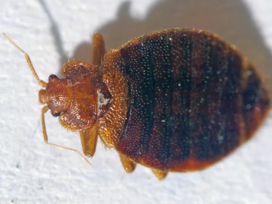 Getting Rid Of Bed Bugs: Steam Cleaning Techniques And More