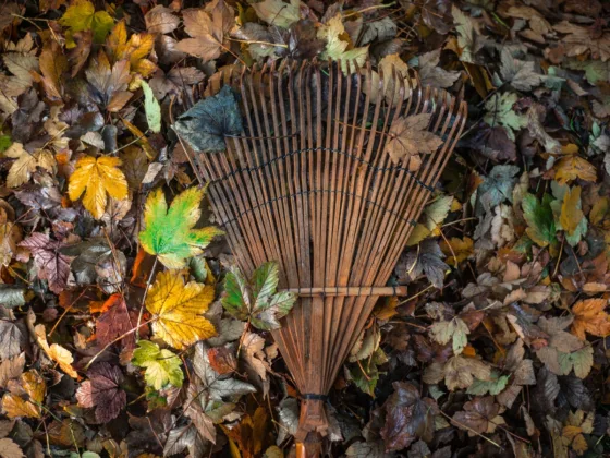 Fall Gardening: What to Do with Plants