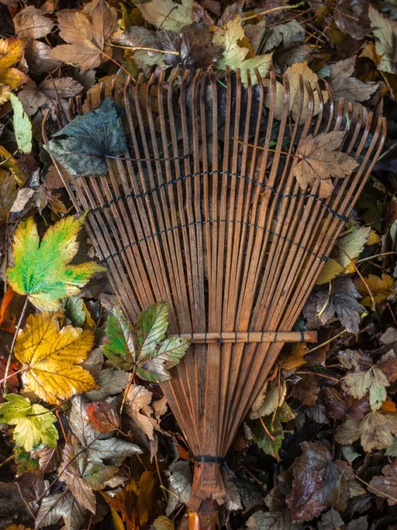 Fall Gardening: What to Do with Plants