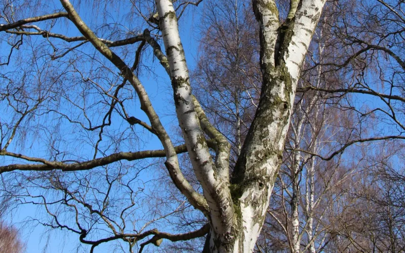 Haunting white bark reflects the moonlight