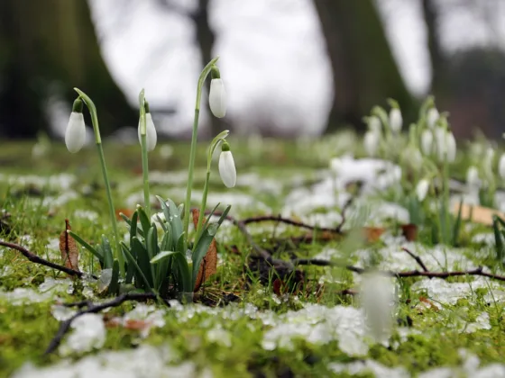 Preparing and Maintaining a Lawn for Winter