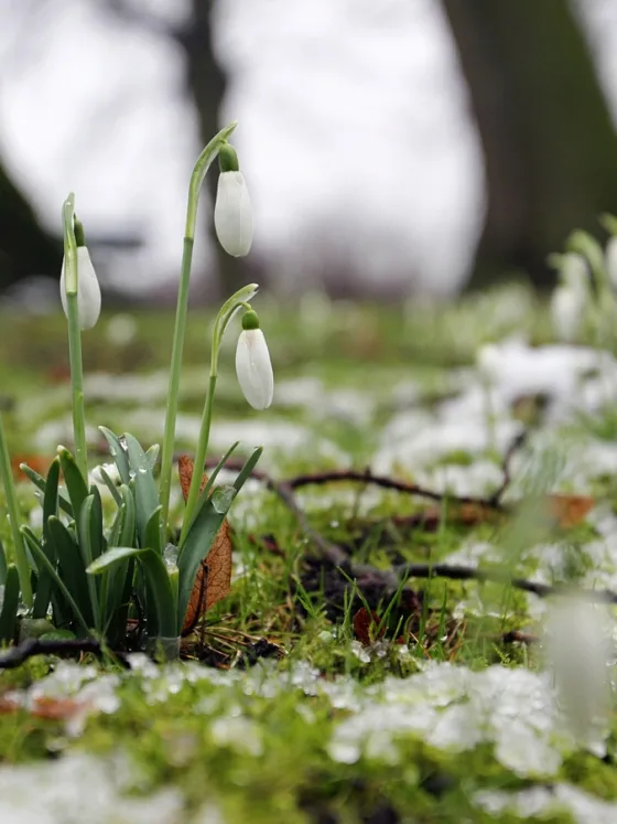 Preparing and Maintaining a Lawn for Winter