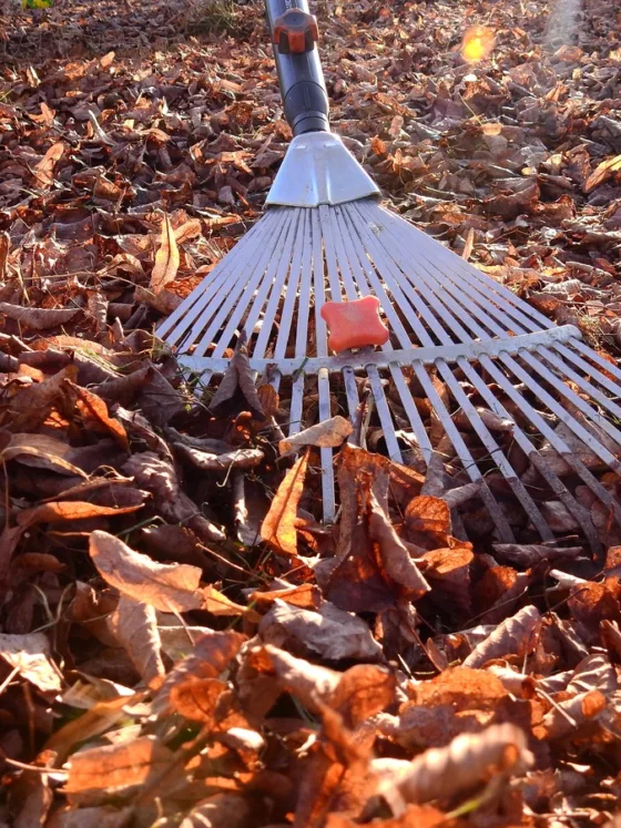 Repairing a Garden in Fall: A Guide for Gardeners