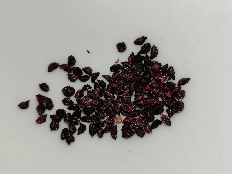 seeds