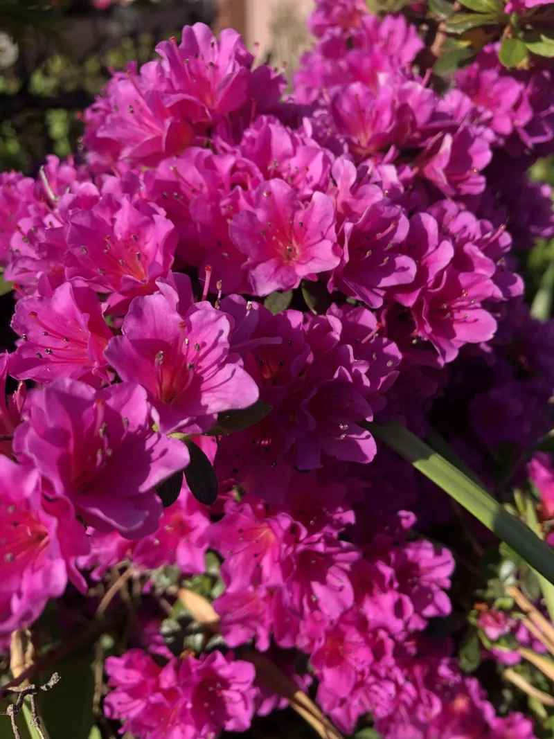 Azalea