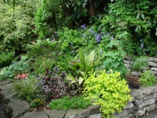 Best Plants for Shade