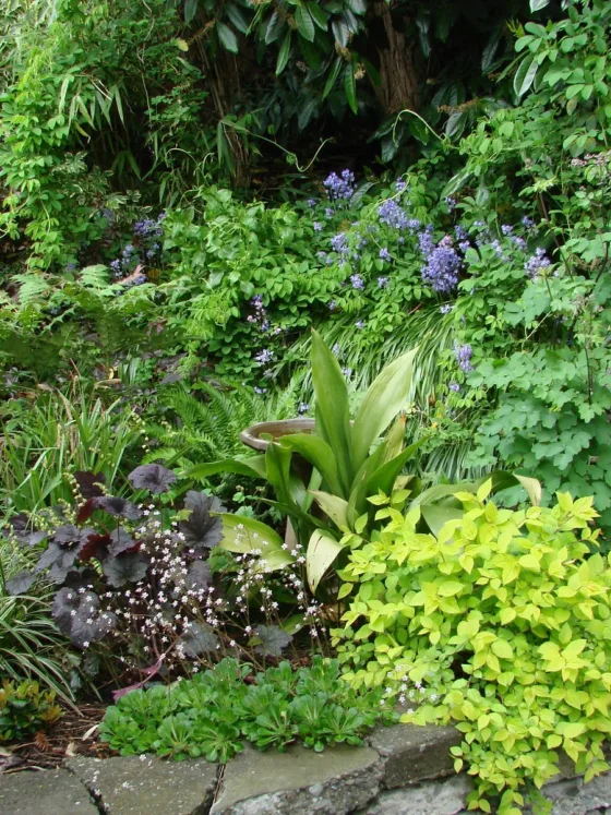 Best Plants for Shade