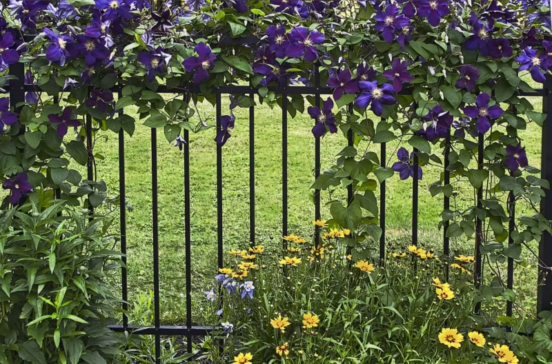 Clematis