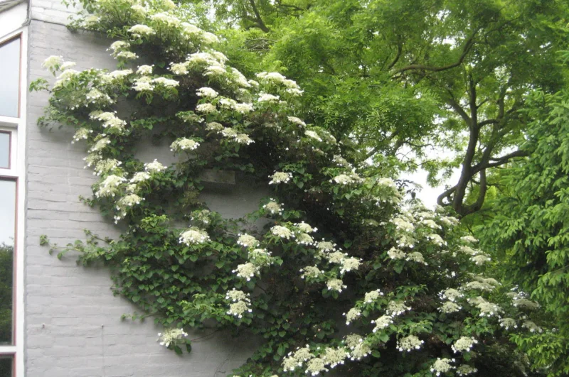 Climbing Hydrangea