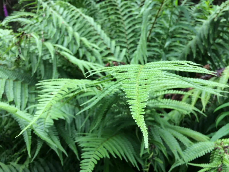 Ferns