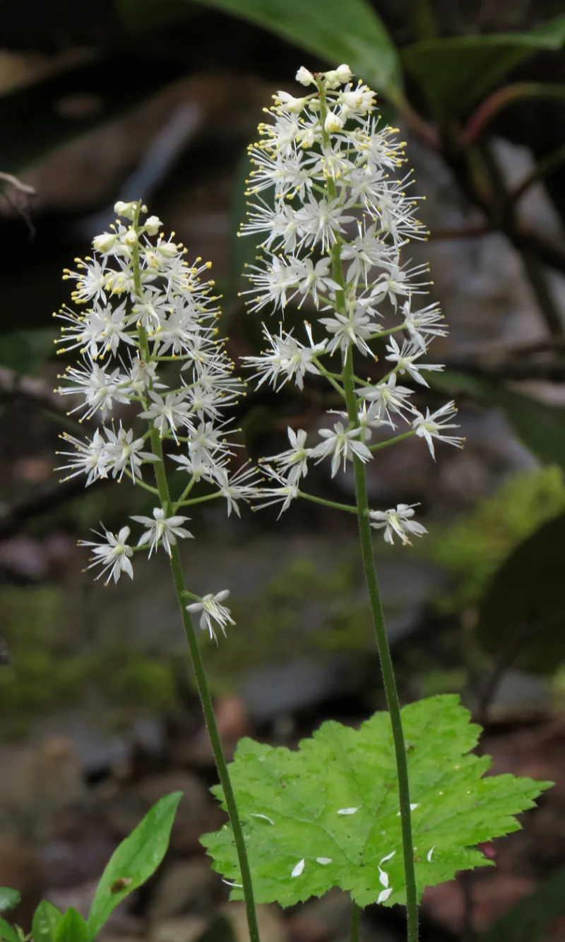 Foamflower