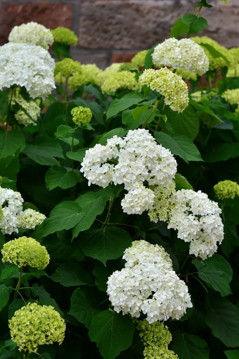 Hydrangeas