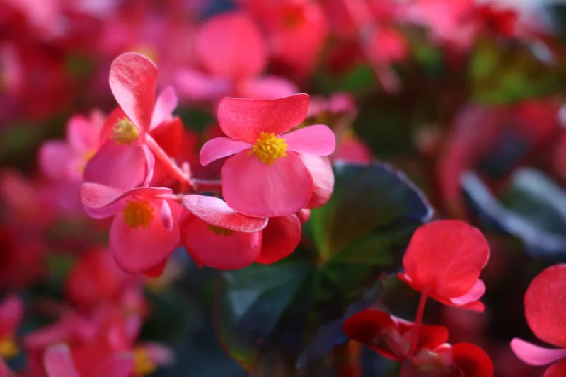 Begonias