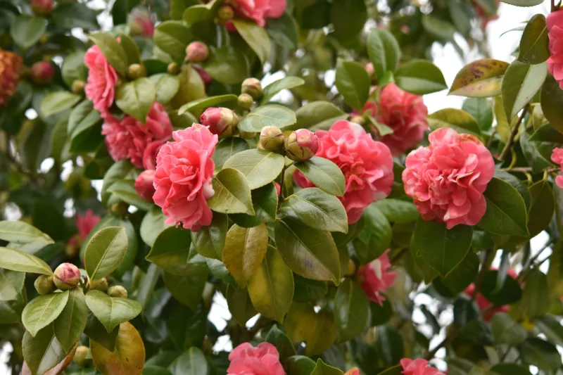 Camellia
