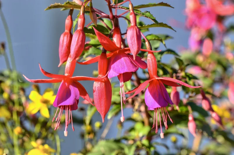 Fuchsia