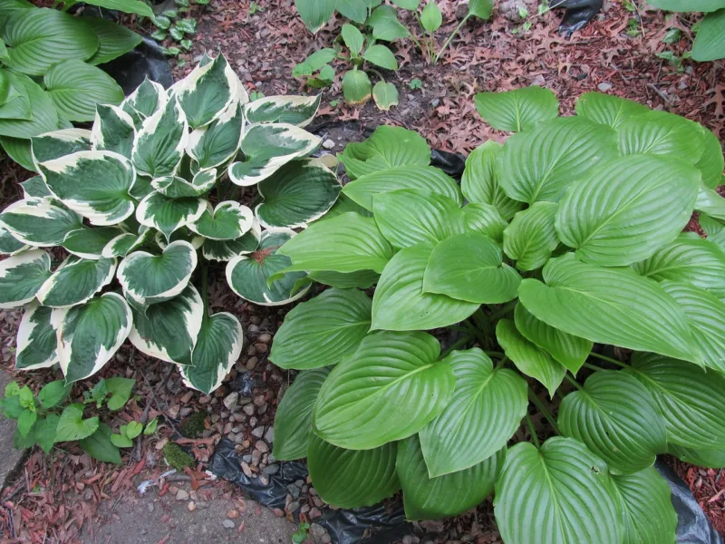 Hostas