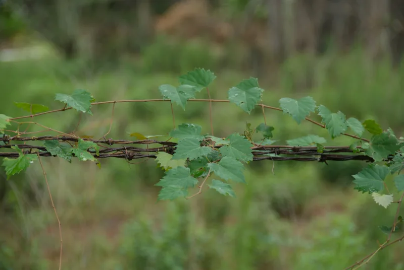 image - This trellis encourages the vines to grow up then outwards along the wires