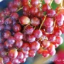 Amazing Grapes: Hardy Varieties for Northern Gardens