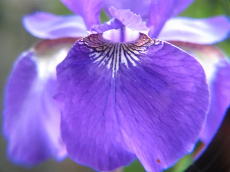 image - 'Blue Reverie' Siberian iris