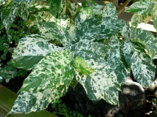 featured image - Ficus_aspera