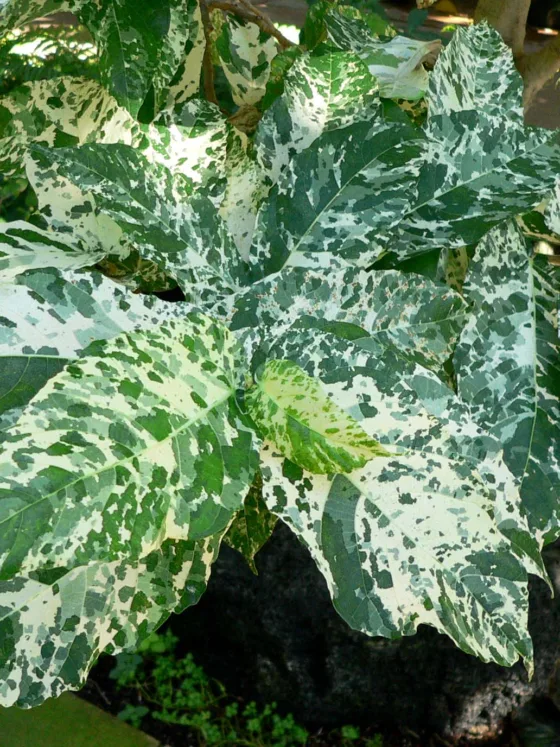 featured image - Ficus_aspera