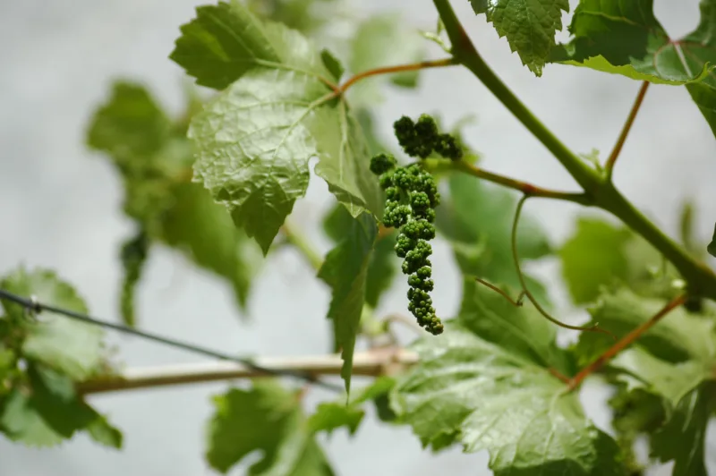 image - Flower clusters and young tendrils in spring