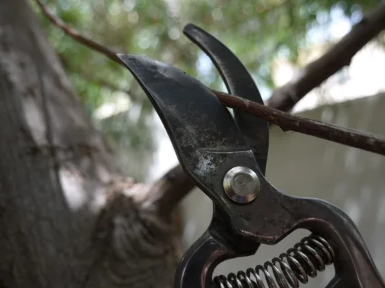 How to Prune Your Shrubs: Easy Pruning Techniques for Success