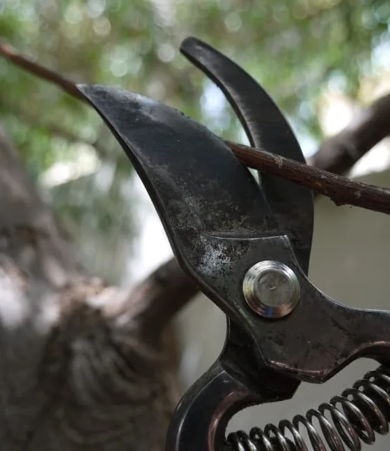 How to Prune Your Shrubs: Easy Pruning Techniques for Success