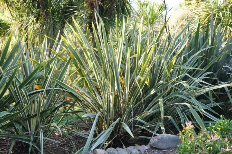 image - Variegated sweet iris