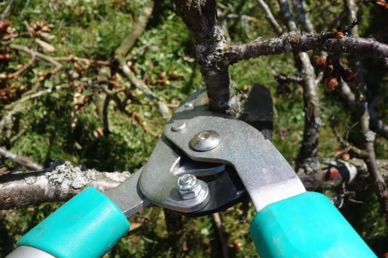 image - Prune out 2-4 of the oldest stems at the base