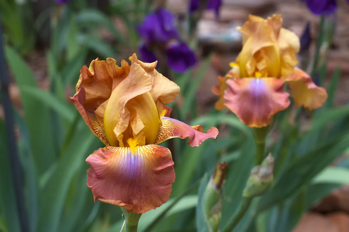 featured image - irises in bloom