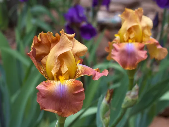 featured image - irises in bloom