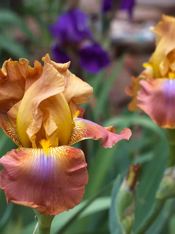 featured image - irises in bloom