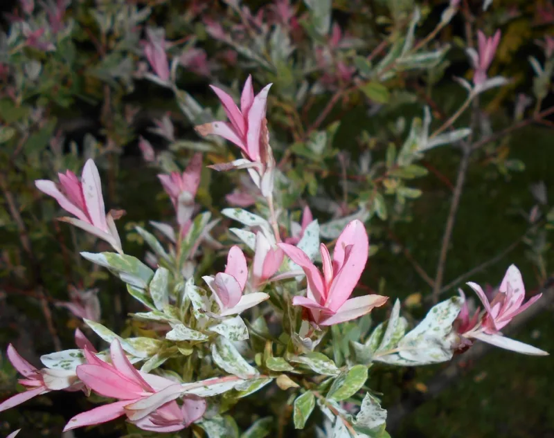 image - Tricolor (Hakura Nishiki) willow
