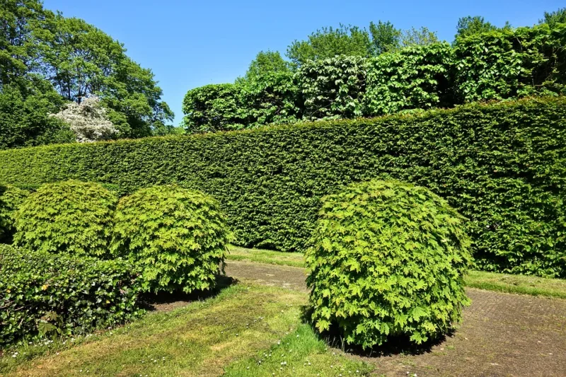 image - Trim your hedge to be slightly wider at the base