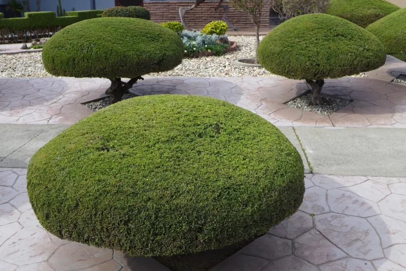image - Use a more rigid pruning to create geometric shapes