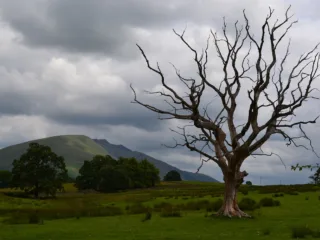 Coping With Death in the Landscape: The Cycle of Life in Your Garden