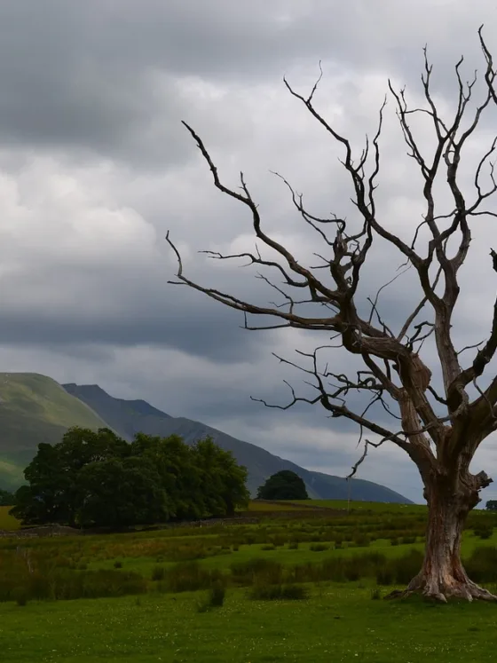 Coping With Death in the Landscape: The Cycle of Life in Your Garden