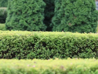 featured image - Many Shades Of Green The Fundamental Color Of Garden Design