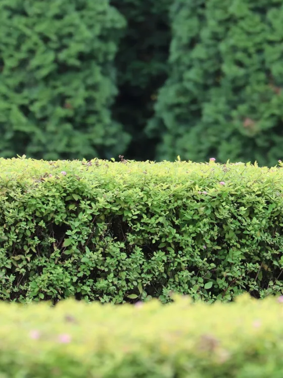 featured image - Many Shades Of Green The Fundamental Color Of Garden Design