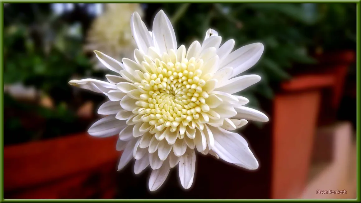 feature image - mum flower