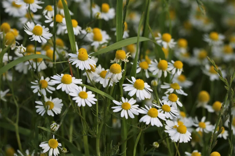 image - Chamomile tea is made from the flowers of a pretty wildflower