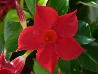 featured image - Crimson Jewel mandevilla
