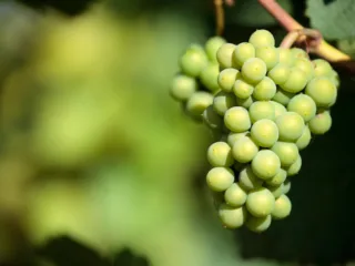 Amazing Grapes: Growing Grapes in a Northern Climate