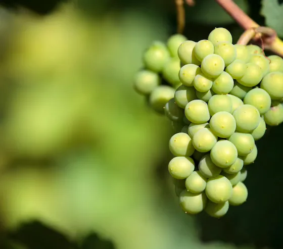 Amazing Grapes: Growing Grapes in a Northern Climate