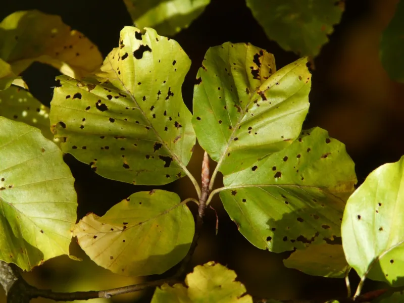 image - Young plants are particularly susceptible to disease