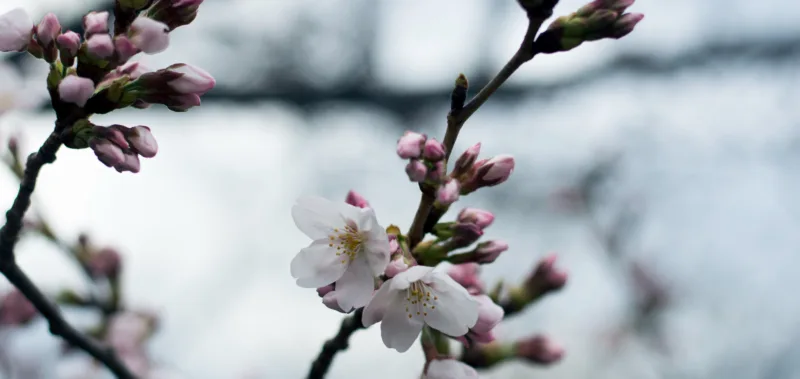 image - Some plants are just slow to break bud in spring